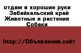 отдам в хорошие руки - Забайкальский край Животные и растения » Собаки   